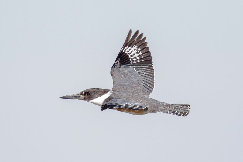Belted Kingfisher