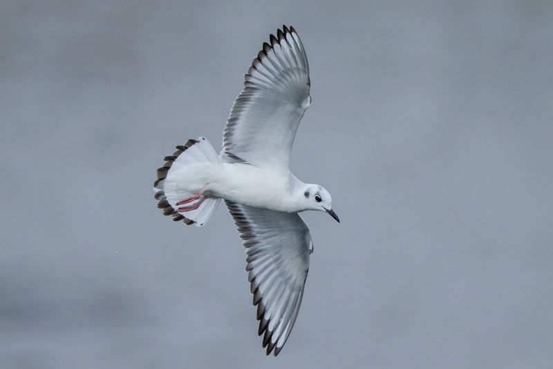 Bonaparte's Gull