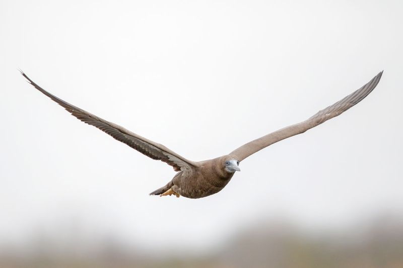 Brown Booby