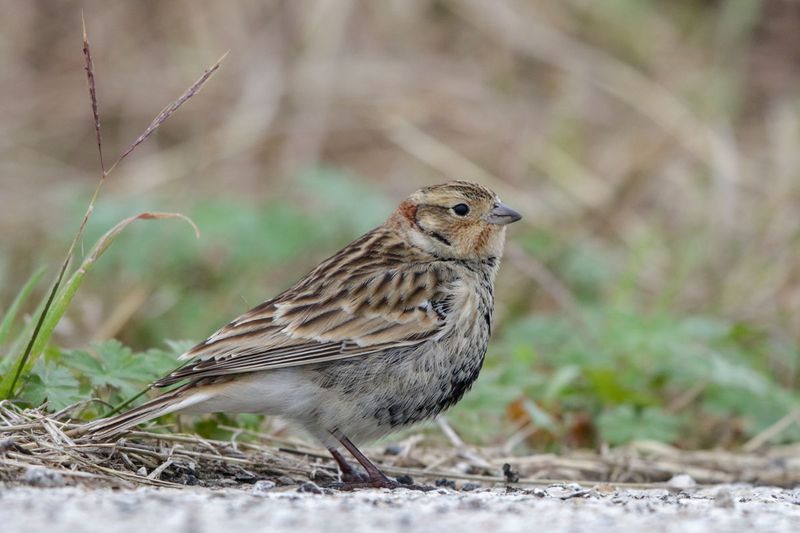 Chestnut-collared Longspur