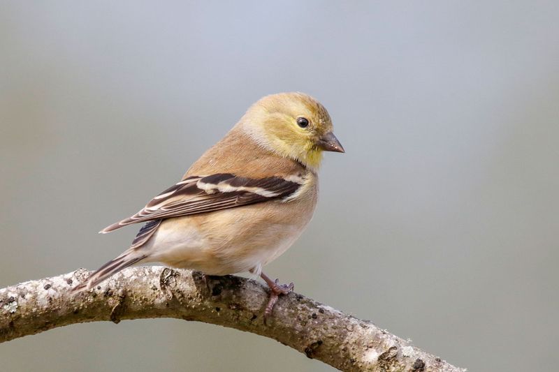 American Goldfinch