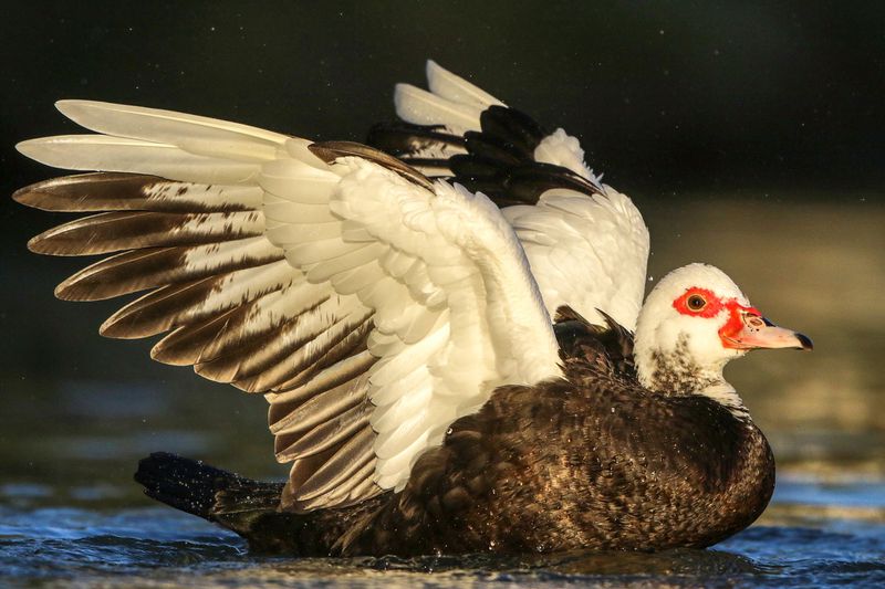 Muscovy Duck (Ferel)