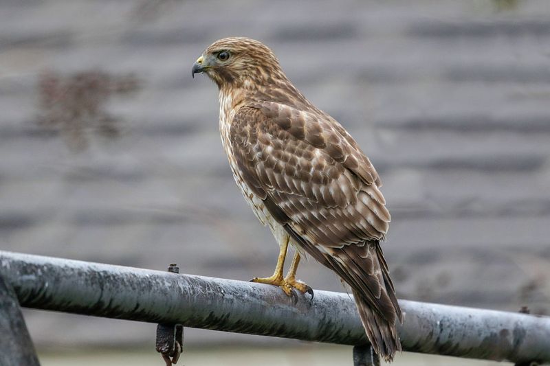 Red-shouldered Hawk