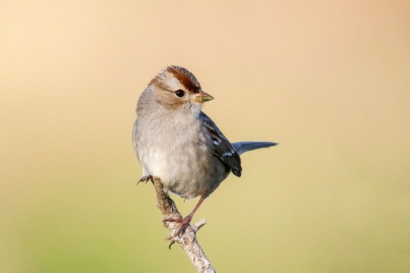 White-crowned Sparrow