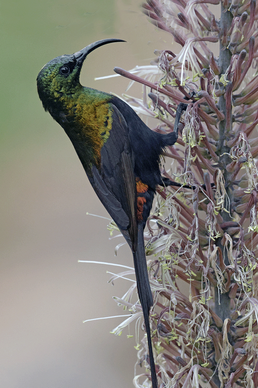 Bronzed Sunbird