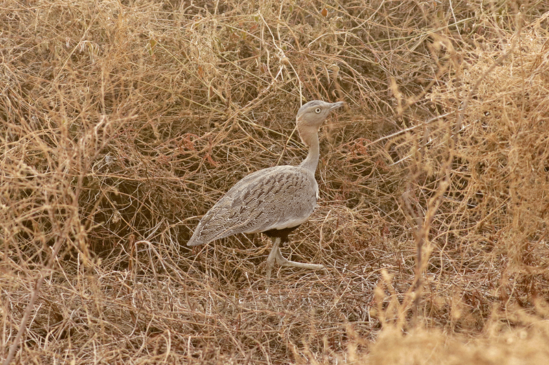 Buff-crested Bustard