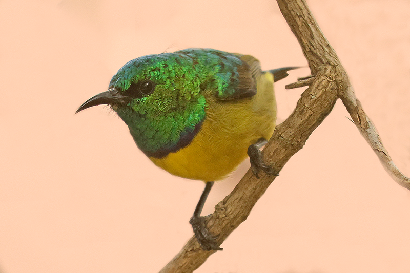 Collared Sunbird