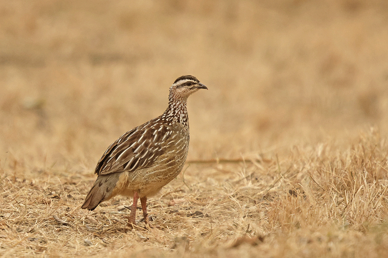Crested Francolin