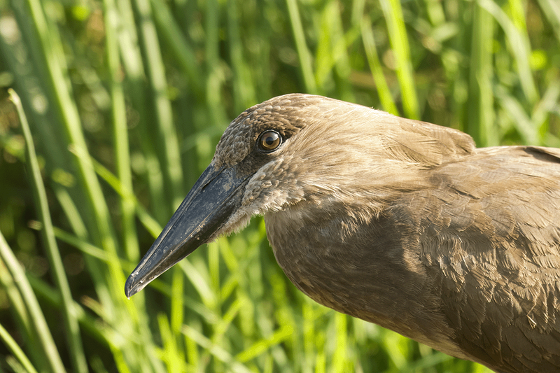Hamerkop