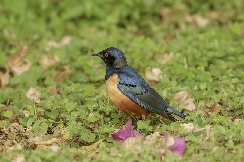 Hildebrangt's Starling