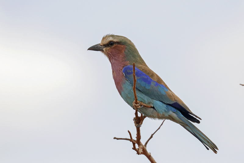 Lilac-breasted Roller