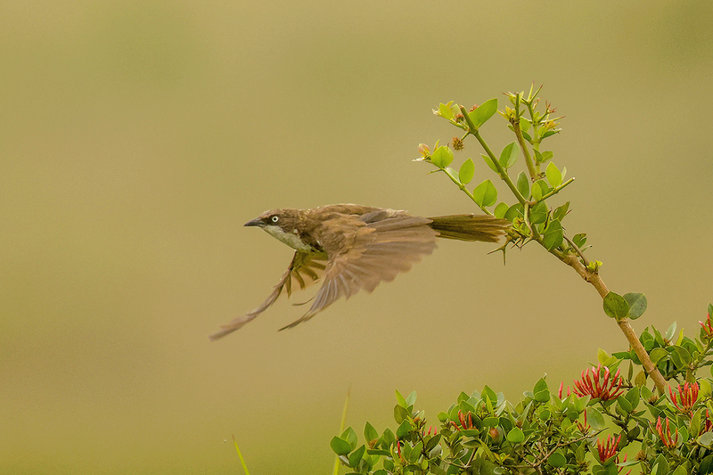 Northern Pied-Babbler