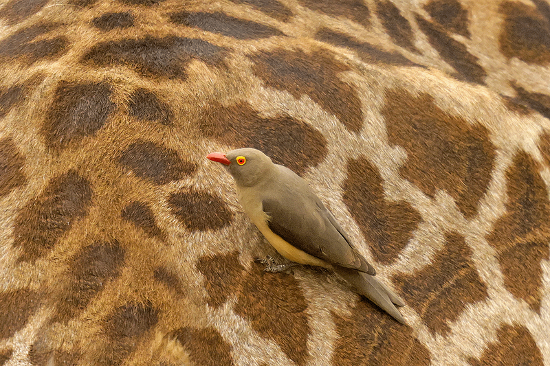 Red-Billed Oxpecker