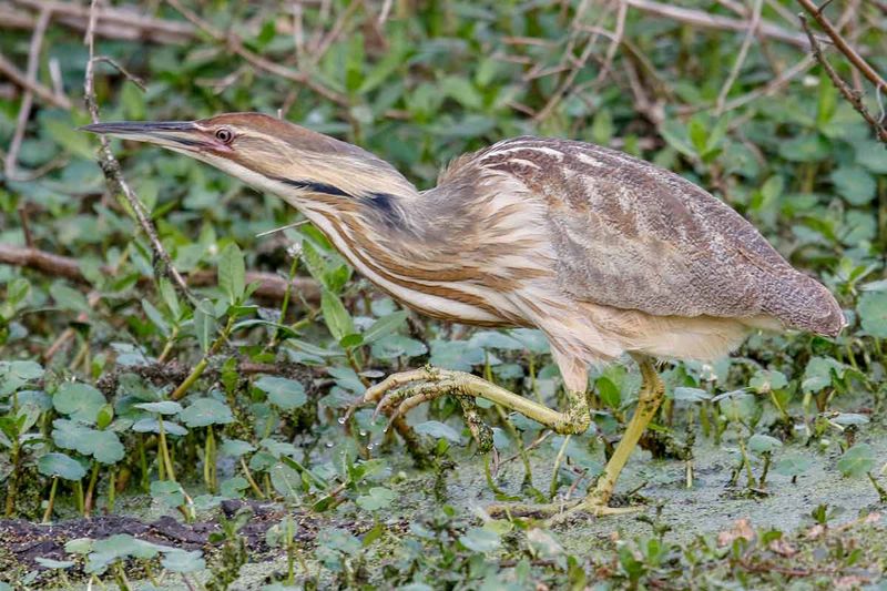 American Bittern