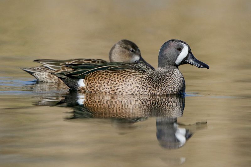 Blue-winged Teal