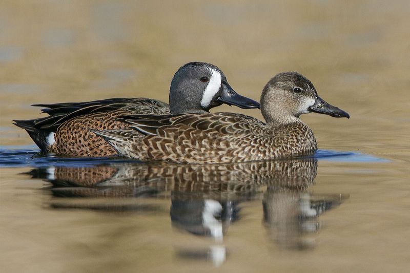 Blue-winged Teal