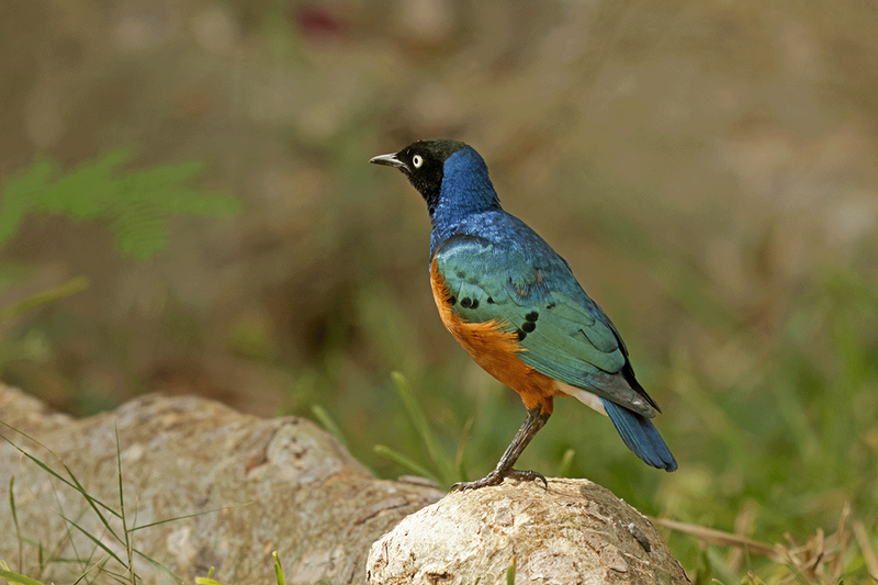 Superb Starling