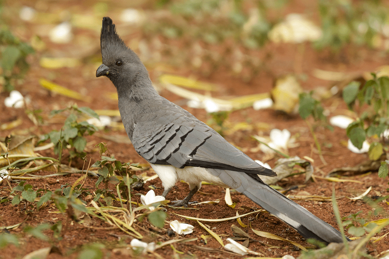 White-bellied Go-away-Bird