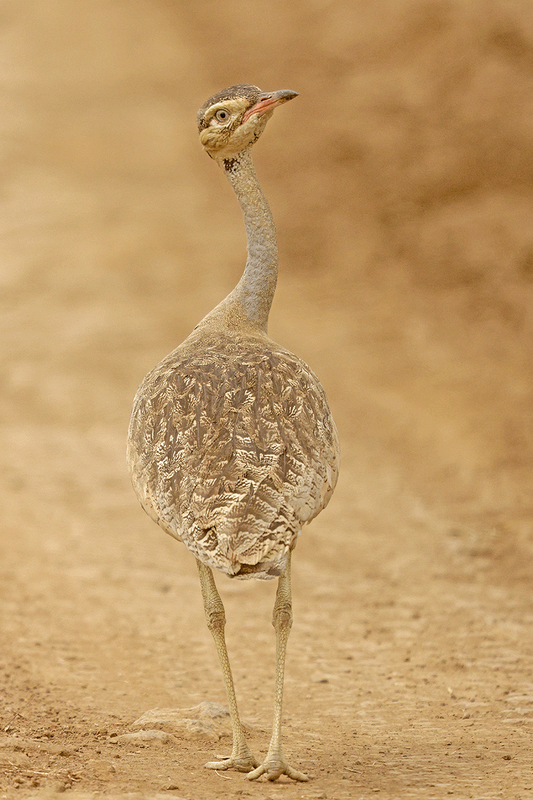 White-Billied Bustard