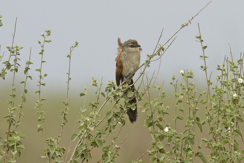 White-browed Coucal