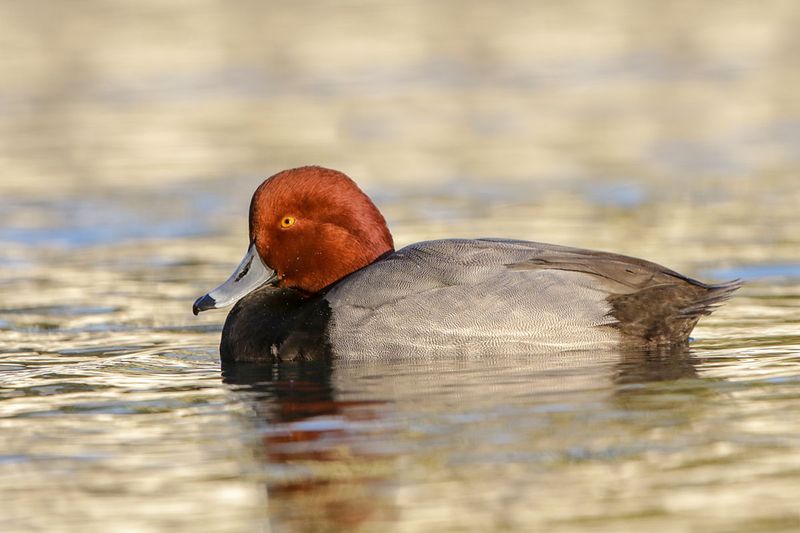 Redhead