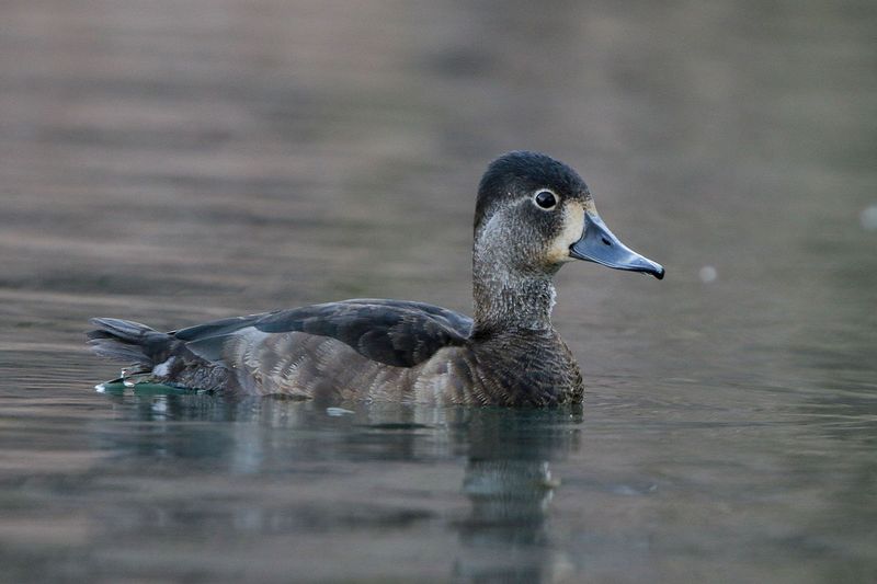 Ring-necked Duck