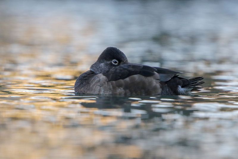 Ring-necked Duck