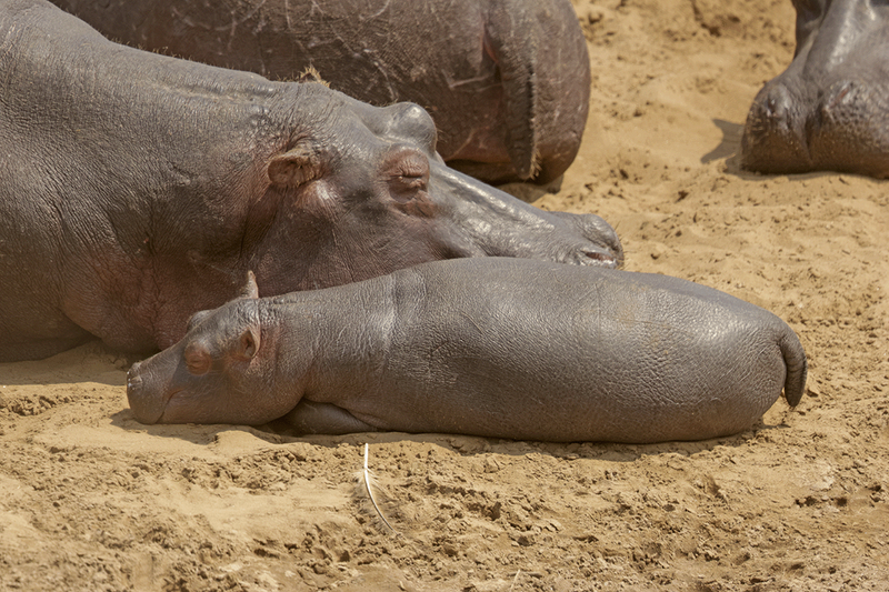 Hippopotamus