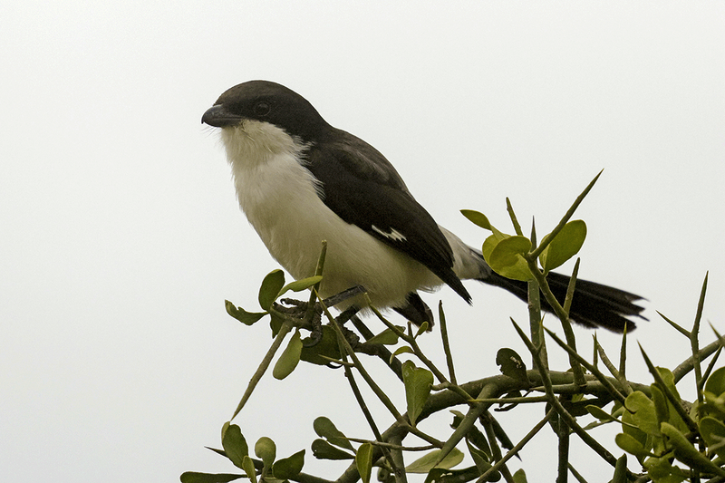 Long-tailed Fiscal
