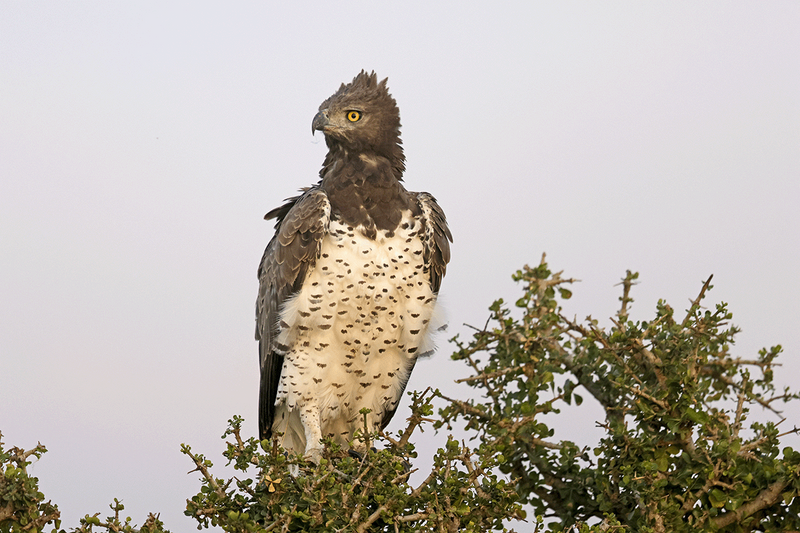 Martial Eagle