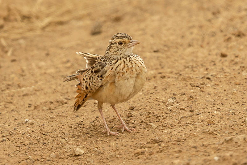 Rufous-naped Lark