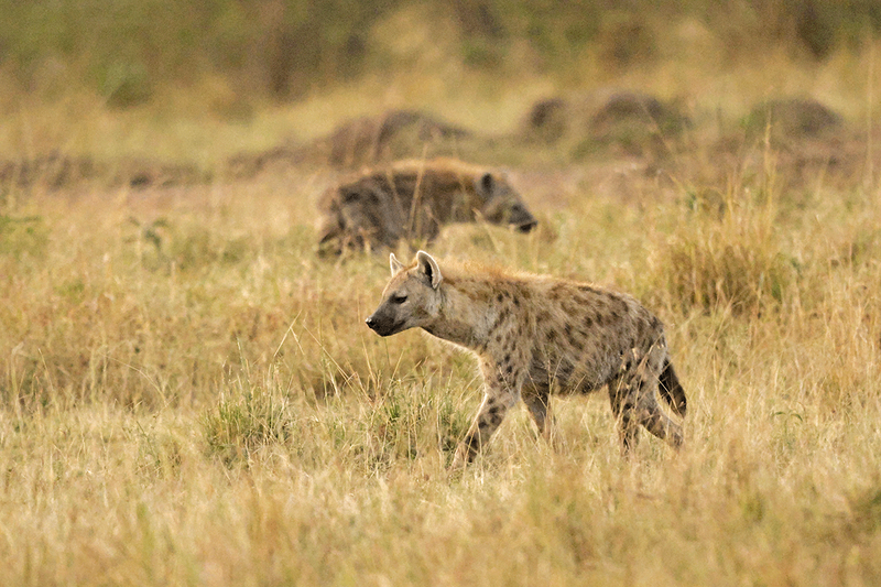 Spotted Hyena