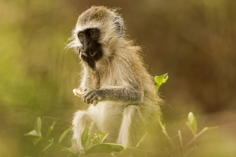 Vervet Monkey
