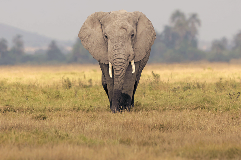 Savannah Elephant