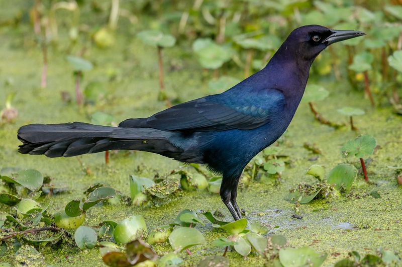 Boat-tailed Grackle