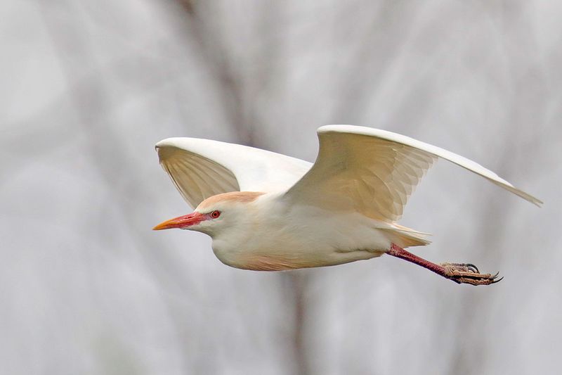 Cattle Egret