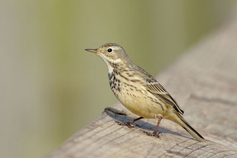 American Pipit
