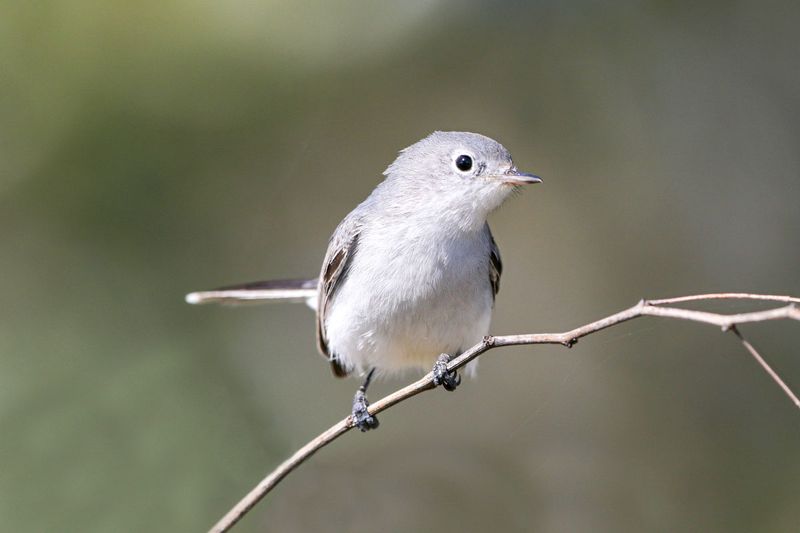 Blue-gray Gnatcatcher