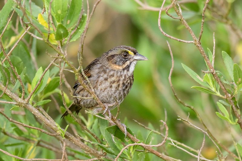 Seaside Sparrow
