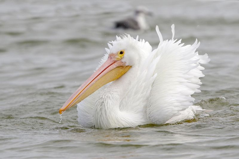 American White Pelican-Rockport-1937p.jpg