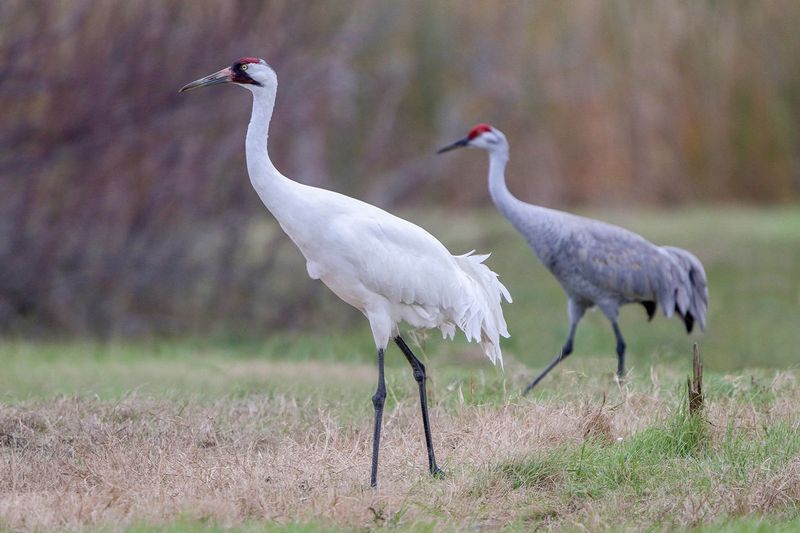 Whooping Crane
