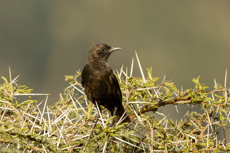 Northern Anteater Chat