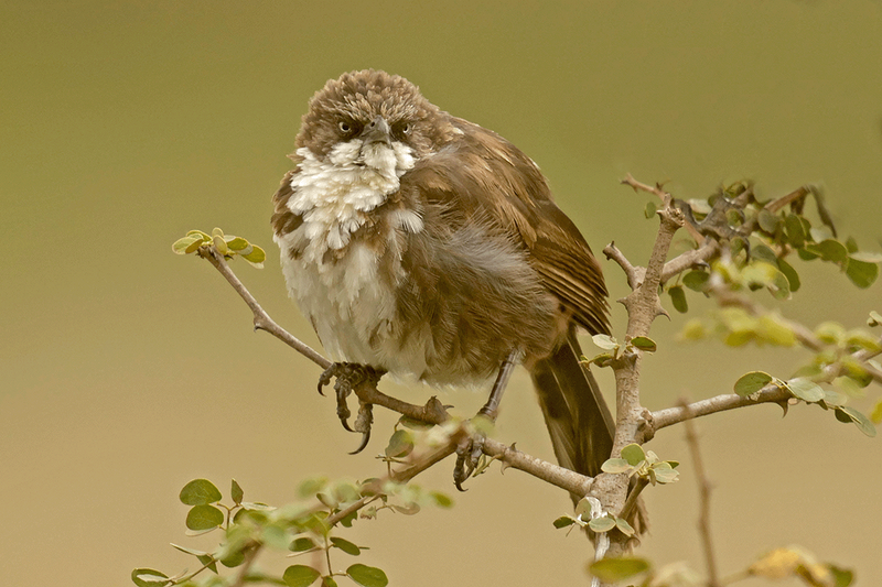 Northern Pied-Babbler