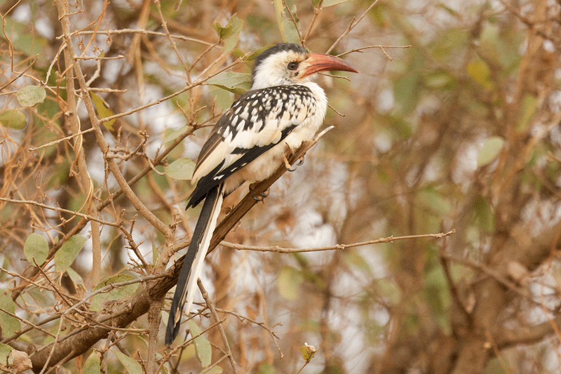 Northern Red-billed Hornbill