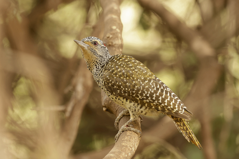 Nubian Woodpecker