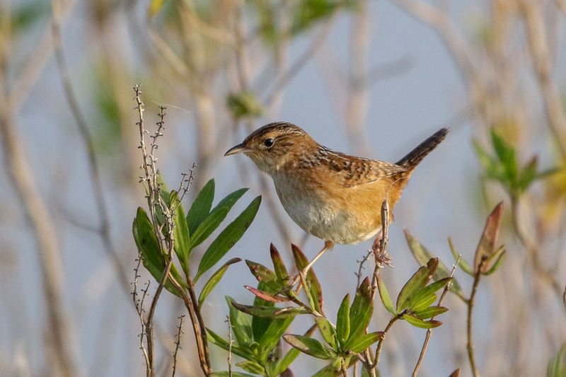 Sedge Wren