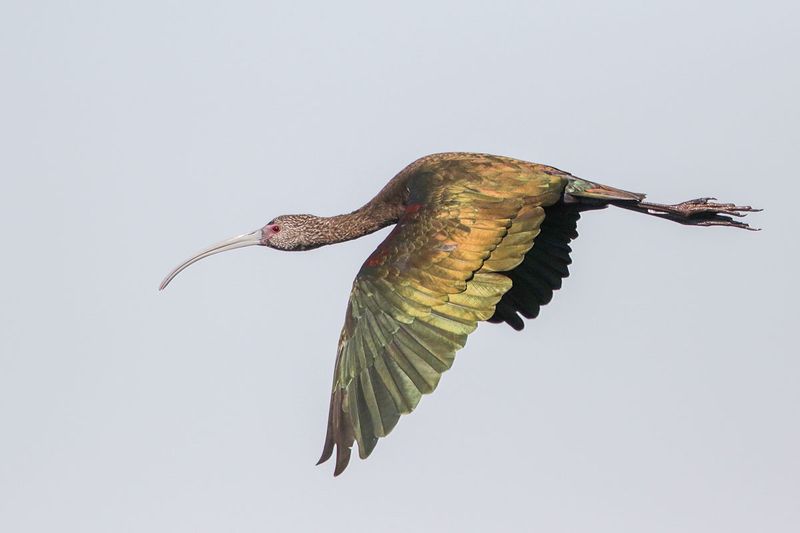 White-faced Ibis