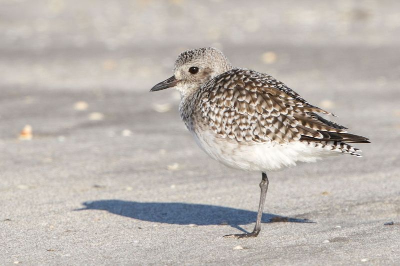 Black-bellied Plover
