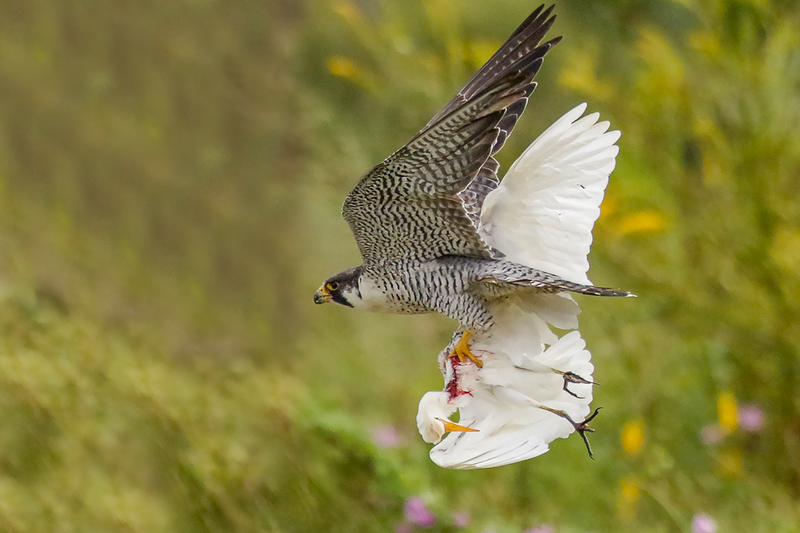 Peregrine Falcon