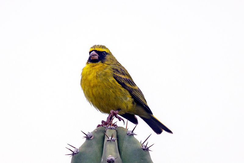 African Citril